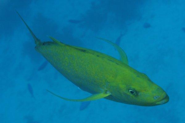 Jacks - Goldbody Trevally