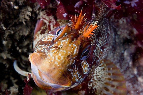 Blennies - Tompot Blenny