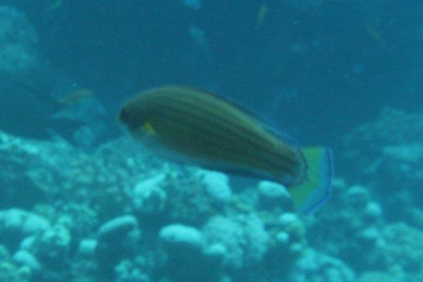 Wrasse - Red Sea Flasher Wrasse