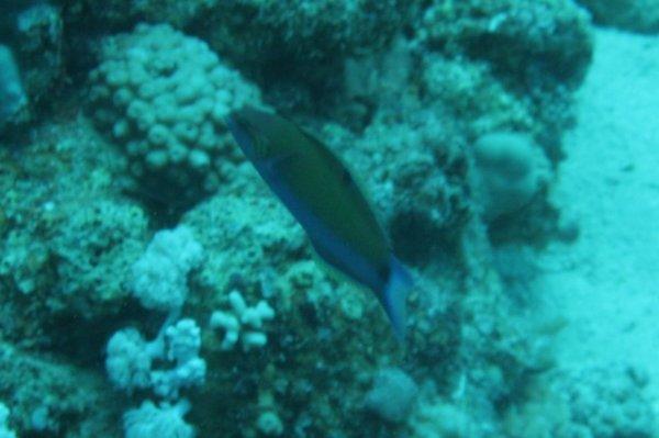 Crescent Wrasse - Thalassoma lunare