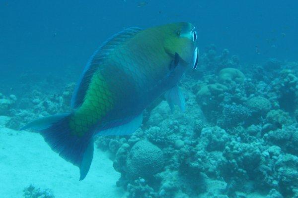 Parrotfish - Rusty Parrotfish Parrotfish - Rusty Parrotfish