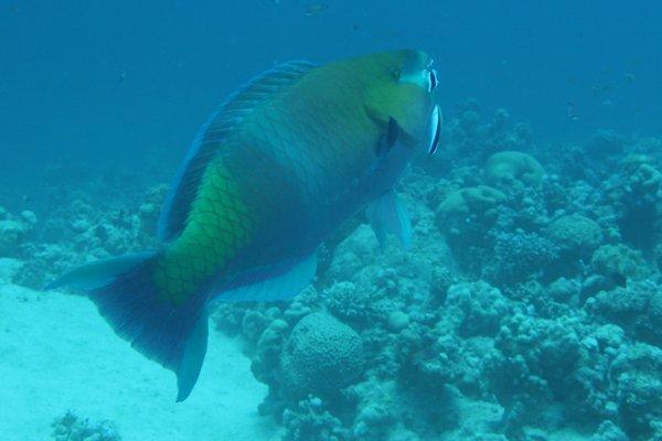 Parrotfish - Rusty Parrotfish