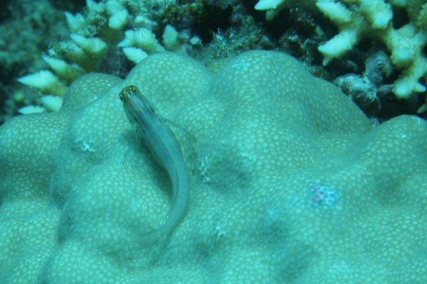 Blennies - Nalolo Blenny