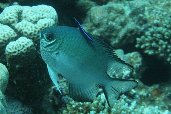 Damselfish - Pale Damselfish