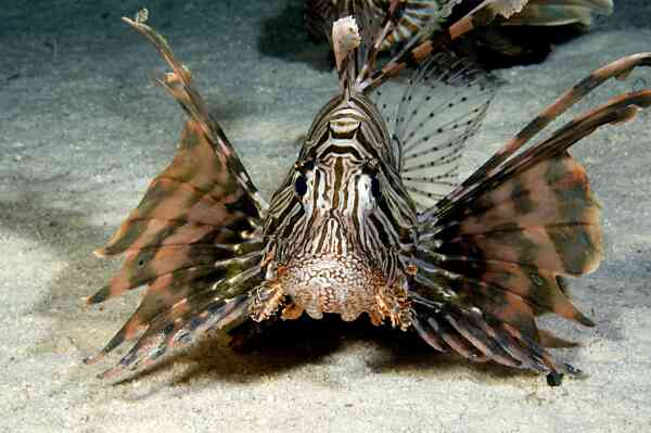 Lionfish - Lionfish