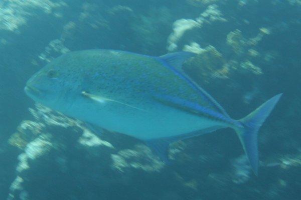 Jacks - Bluefin Trevally Jacks - Bluefin Trevally