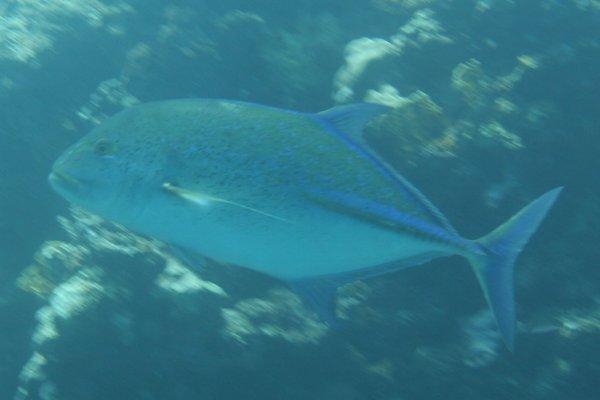 Jacks - Bluefin Trevally