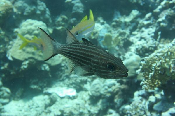 Cardinalfish - Tiger Cardinalfish