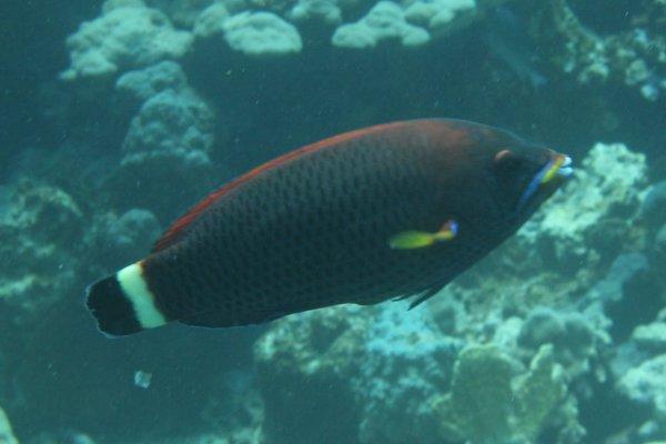 Chiseltooth Wrasse - Pseudodax moluccanus