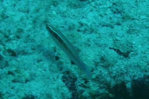 Wrasse - Spottail Coris