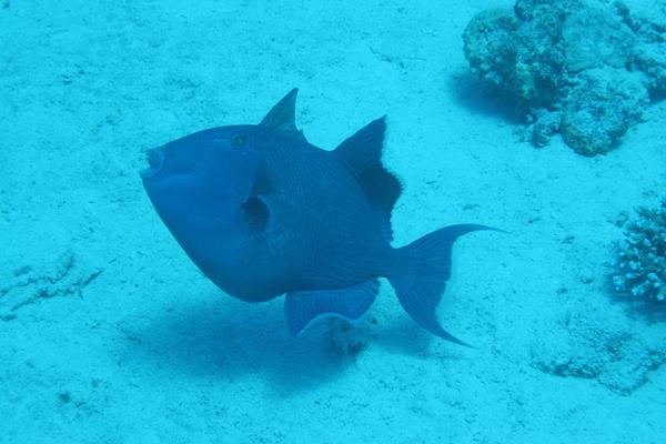 Triggerfish - Blue Triggerfish