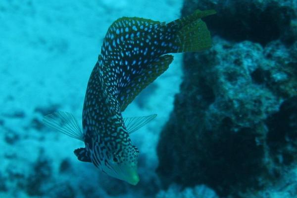 Wrasse - Vermiculate Wrasse