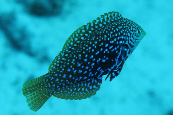 Wrasse - Vermiculate Wrasse