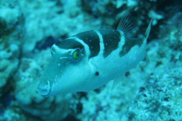 Pufferfish - Crowned Toby