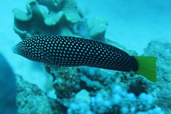 Wrasse - Yellowtail Wrasse