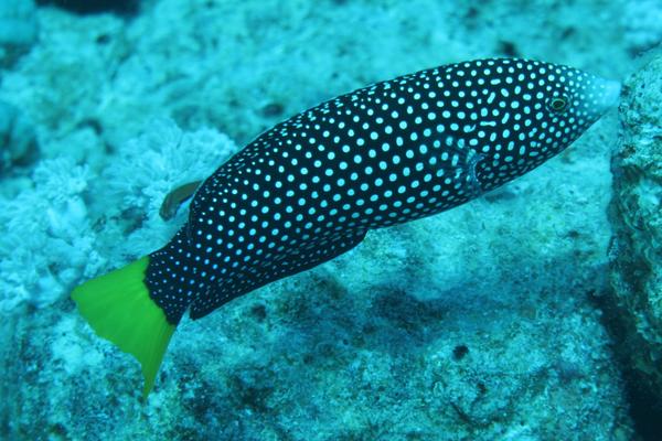 Wrasse - Yellowtail Wrasse