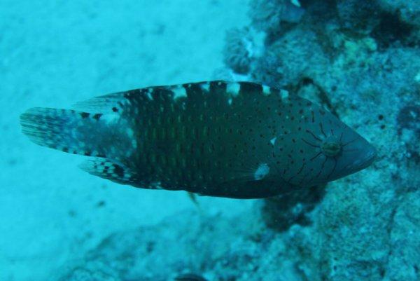 Wrasse - Abudjubbe Wrasse