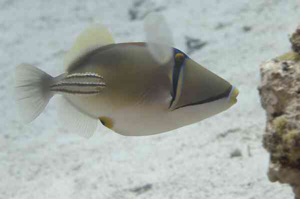 Triggerfish - Arabian Picasso Triggerfish