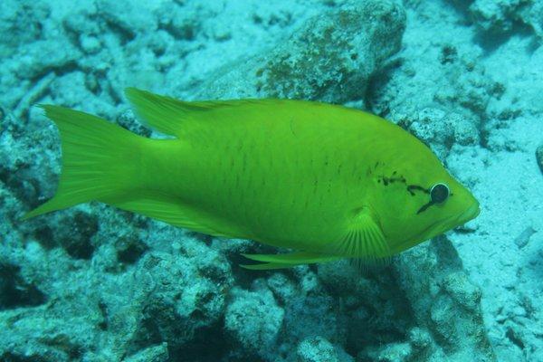 Wrasse - Slingjaw Wrasse