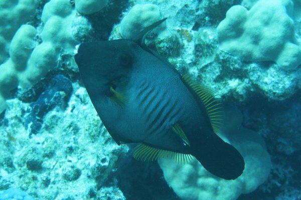 Filefish - Broom Filefish