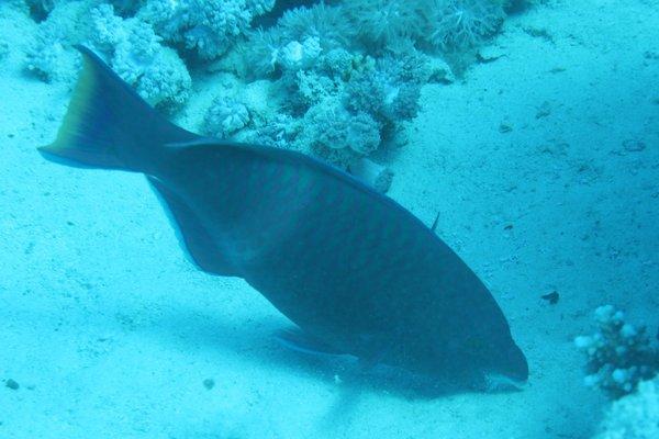 Parrotfish - Purple-brown Parrotfish