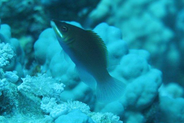 Wrasse - Striated Wrasse