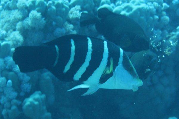 Barred Thicklip Wrasse - Hemigymnus sexfasciatus