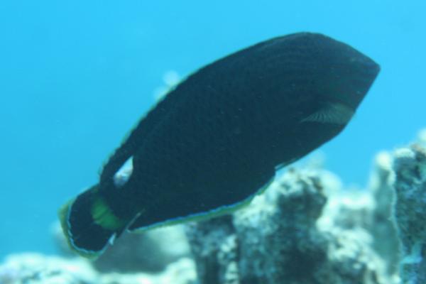 Wrasse - Dusky Wrasse