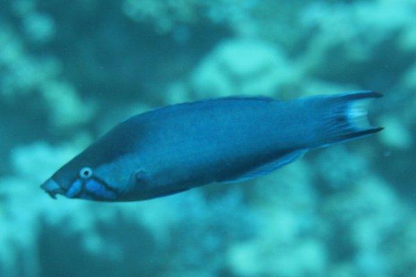 Arabian Cleaner Wrasse - Larabicus quadrilineatus