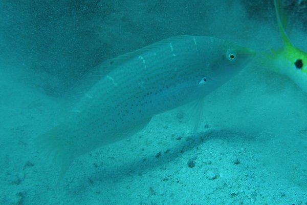 Wrasse - Dapple Coris