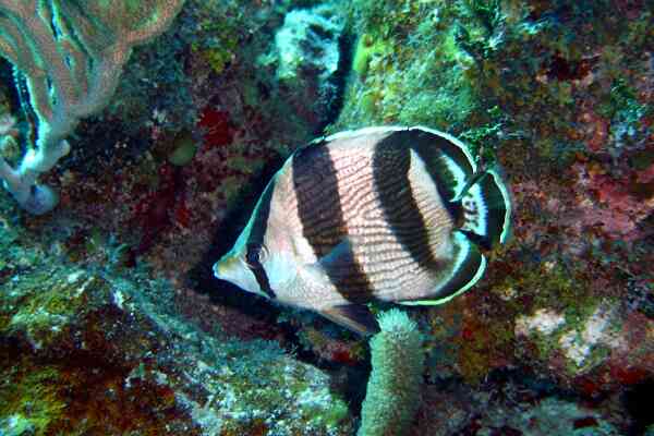 Butterflyfish - Banded Butterflyfish