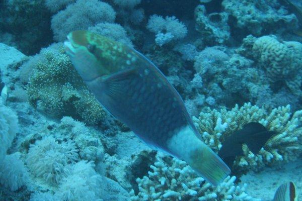 Parrotfish - Bullethead parrotfish