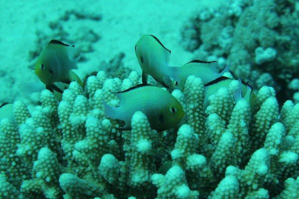 Damselfish - Red Sea Dascyllus