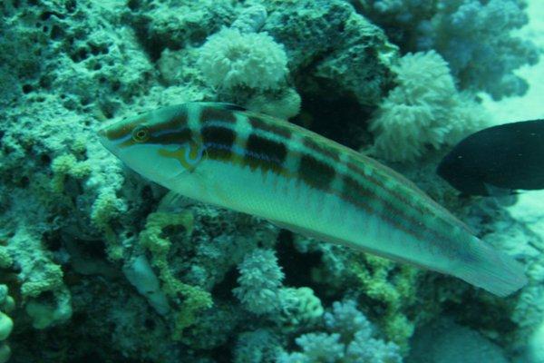 Wrasse - Spottail Coris