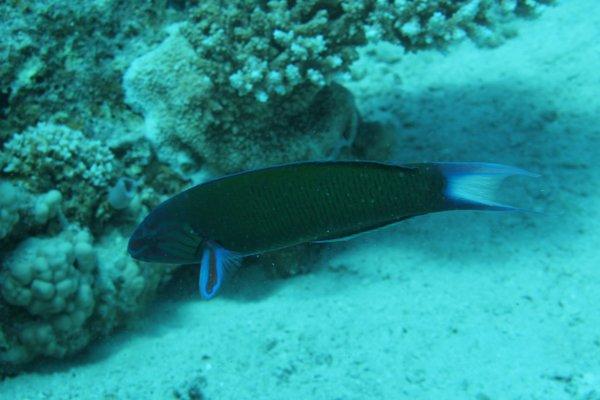 Crescent Wrasse - Thalassoma lunare