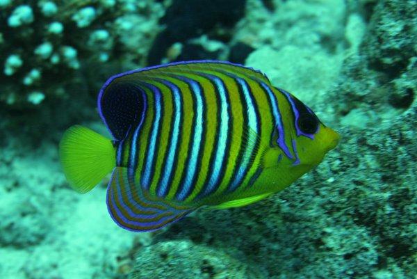 Angelfish - Royal Angelfish