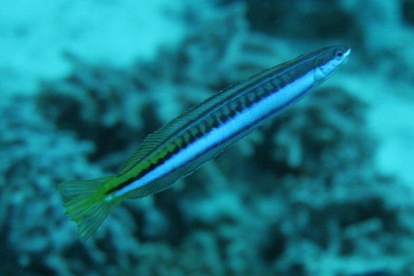 Blennies - Piano Fangblenny