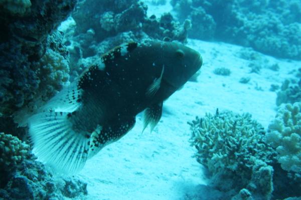 Wrasse - Abudjubbe Wrasse