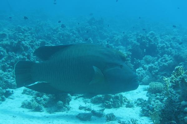 Wrasse - Humphead Wrasse