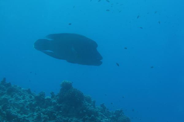 Wrasse - Humphead Wrasse