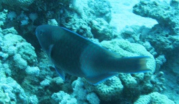 Parrotfish - Purple-brown Parrotfish