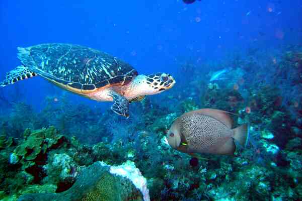 Angelfish - Gray Angelfish