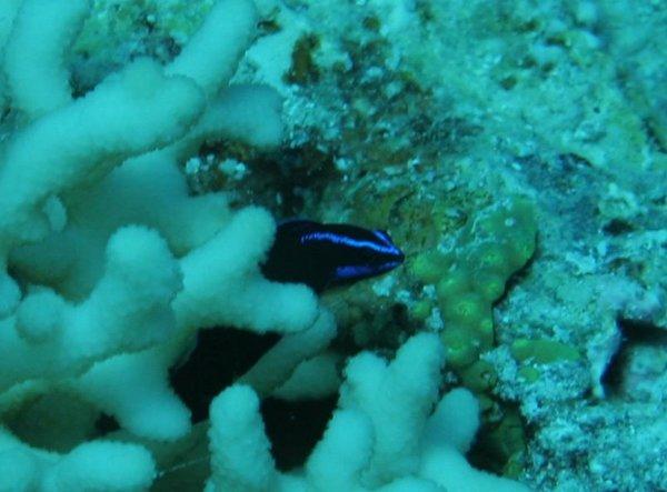 Dottybacks - Blue-striped dottyback