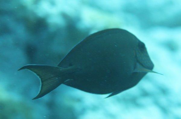 Surgeonfish - Dusky Surgeonfish