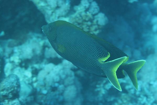 Rabbitfish - Stellate Rabbitfish