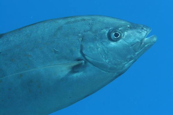 Jacks - Goldbody Trevally