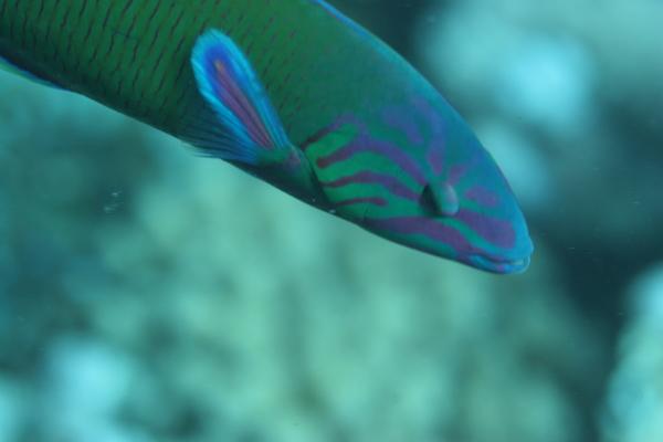 Crescent Wrasse - Thalassoma lunare