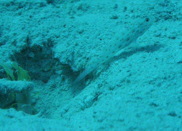 Gobies - Red Sea Shrimpgoby