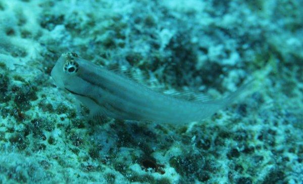 Blennies - Nalolo Blenny