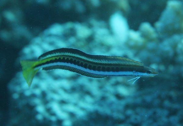 Blennies - Piano Fangblenny